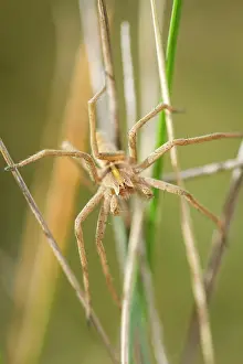Nursery: Nursery Web Spider adult male in grass