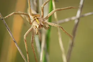 Nursery: Nursery Web Spider adult male in grass