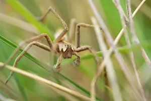 Nursery: Nursery Web Spider adult male in grass