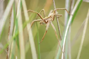 Nursery: Nursery Web Spider adult male in grass