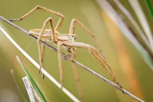 Nursery: Nursery Web Spider adult male in grass