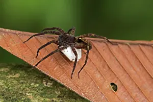 Sack: Nursery Web Spider carrying egg sac tropical rainforest