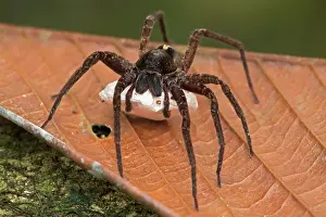 Sack: Nursery Web Spider carrying egg sac tropical rainforest