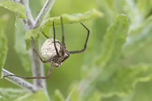 Nursery: Nursery Web Spider - Cornwall - UK