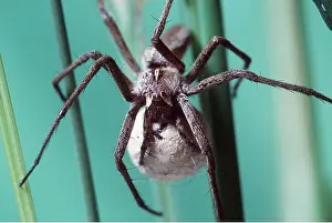 Sack: NURSERY-WEB SPIDER - and egg sack