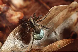 Sacs: NURSERY-WEB SPIDER - female with egg sac