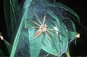 Cobwebs: NURSERY-WEB SPIDER - guarding her nursery