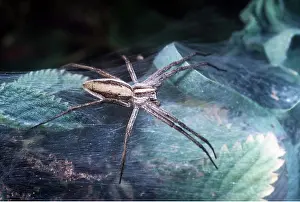 Cobwebs: NURSERY-WEB SPIDER - a hunting spider