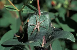 Nursery: Nursery-web Spider - Keeping watch over its cocoon