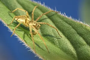 Nursery: Nursery Web Spider - Male showing palps - Norfolk