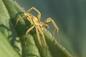 Nursery: Nursery Web Spider - Male showing palps - Norfolk