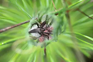 Pupa: Nursery web spider (Pisaura mirabilis), female with