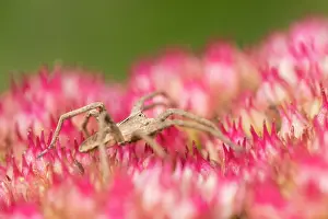 Sedum: Nursery web spider on Sedum