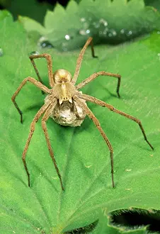 Sacs: Nursery-web Spider -with egg sac