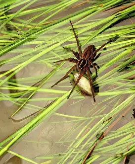 Dolomedes: Nursery Web / Water Spider - Eating fish