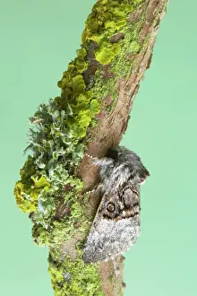 Colocasia: Nut-Tree Tussock Moth