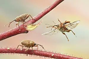 Betulaceae: Nut weevil (Curculio nucum) on a branch of a hazelnut
