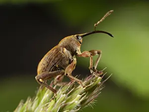 Curculio: Nut Weevil (Curculio nucum) on a plant, France