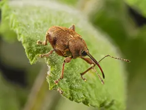 Curculio: Nut Weevil (Curculio nucum) walking on a leaf