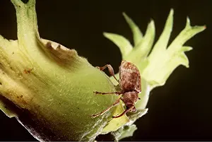 Pascal Goetgheluck: Nut Weevil - female