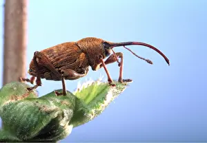 Weevil: NUT WEVIL