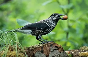 Hazels: NUTCRACKER - With hazel nut in beak, autumn
