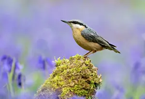 Hyacinths: Nuthach (Sitta europaea) perched on a branch amongst