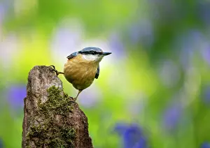 Nuthatches: Nuthach (Sitta europaea) perched on a log, England