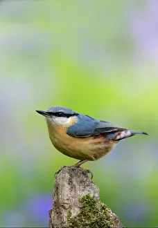 Nuthatches: Nuthach (Sitta europaea) perched on a log, England