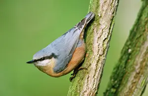 Nuthatches: Nuthatch