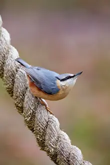 Ropes: Nuthatch