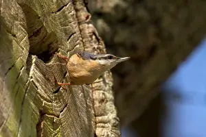 Nuthatches: Nuthatch