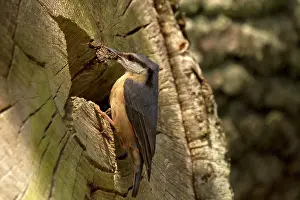 Nuthatches: Nuthatch