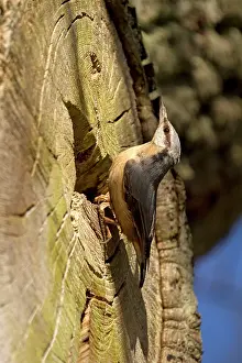 Nuthatches: Nuthatch