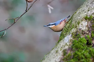 Nuthatches: Nuthatch