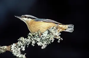Nuthatches: Nuthatch - Adult on a branch