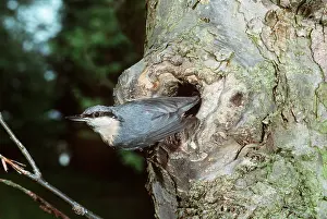 Holes: NUTHATCH - appearing from hole in tree trunk