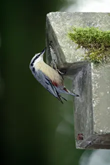Nestbox: Nuthatch - at artificial nestbox entrance, in parkland