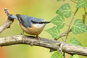 Experience: Nuthatch in autumn