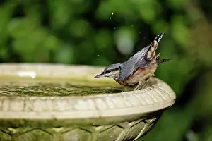 Nuthatches: Nuthatch - bathing in bird-bath