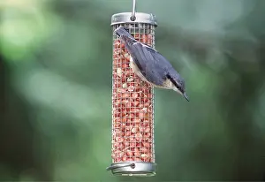 Feeders: NUTHATCH - on bird feeder