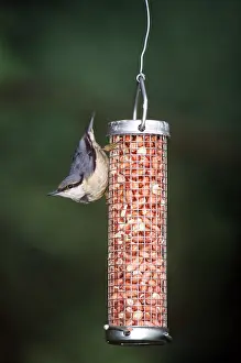 Upside: NUTHATCH - on bird feeder
