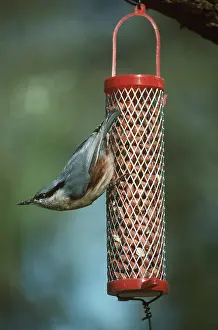 Nuts: NUTHATCH - on bird feeder