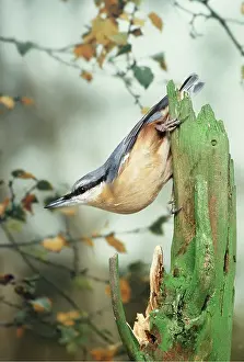 Nuthatches: NUTHATCH - on branch