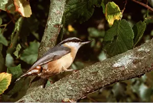 Nuthatches: NUTHATCH - on branch