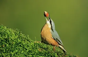 Hazels: NUTHATCH - Carrying hazelnut in beak