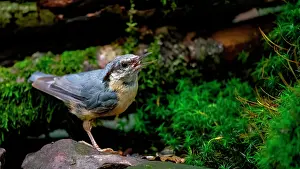 Collect: A nuthatch collects sunflower seeds at a feeding