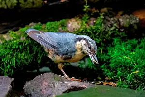 Collect: A nuthatch collects sunflower seeds at a feeding