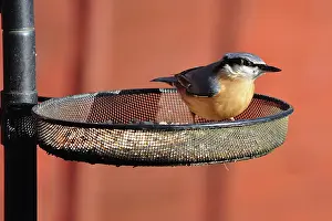 Nuts: Nuthatch - feeding from garden bird feeder