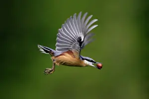 Nuthatches: Nuthatch - In flight with nut in beak